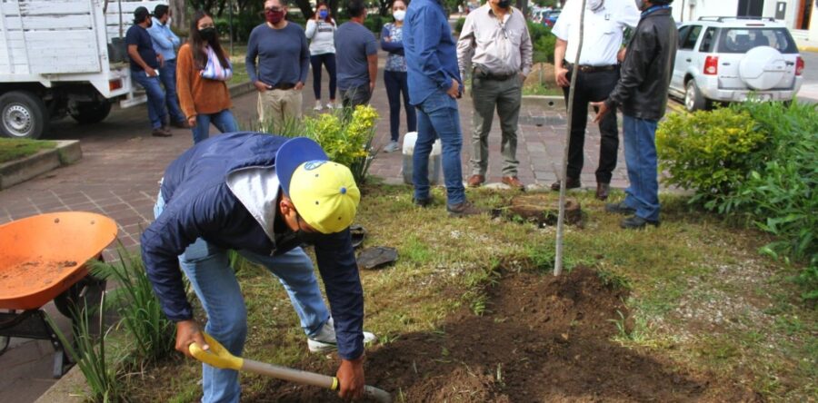 Planta Ayuntamiento de Oaxaca 14 árboles endémicos en el Paseo Juárez “El Llano”