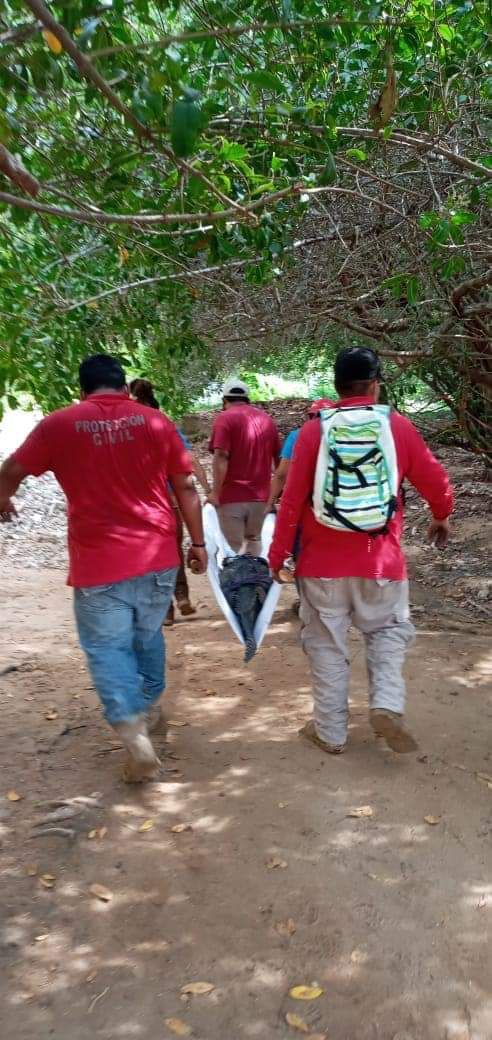 Capturan a un cocodrilo de 2 metros en la Costa