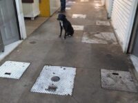 Dan mantenimiento a las alcantarillas del mercado 20 de noviembre