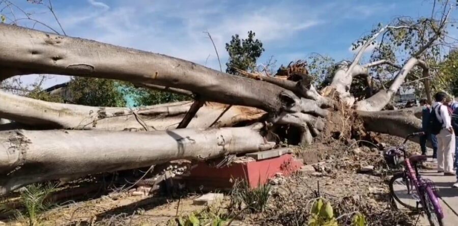 Anuncian acciones para preservar el arbolado de la Capital