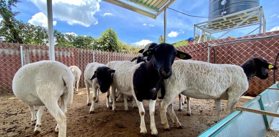 Refuerza Gobierno de Oaxaca campaña de sanidad animal