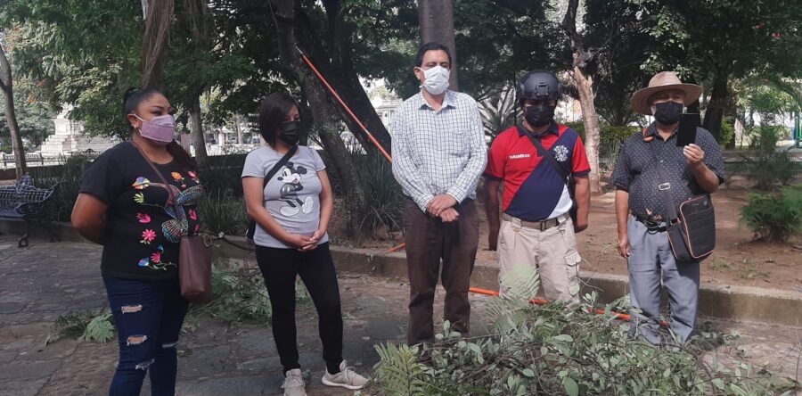 Ambientalistas ponen en marcha la campaña “Oaxaca sin muérdago”