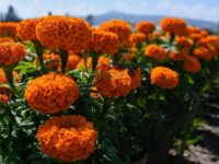 Se viste Oaxaca de amarillo y naranja con la flor de cempasúchil