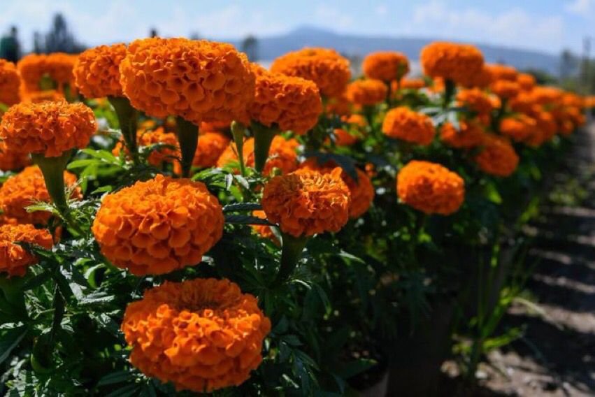 Se viste Oaxaca  de amarillo y naranja con la flor de cempasúchil