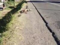 Indigente perdió la vida, tras ser atropellado en Brenamiel