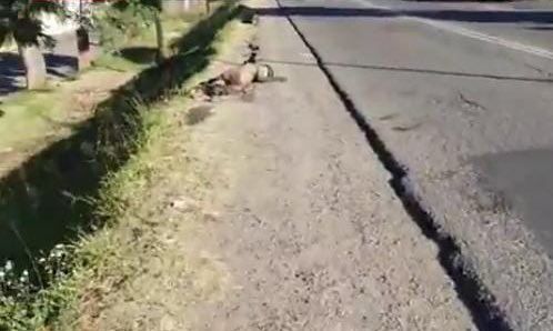 Indigente perdió la vida, tras ser atropellado en Brenamiel