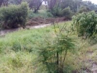 Denuncian el ecocidio en las Riveras del Atoyac