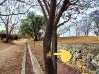 Denuncian daños al arbolado sobre las riberas del Río Atoyac