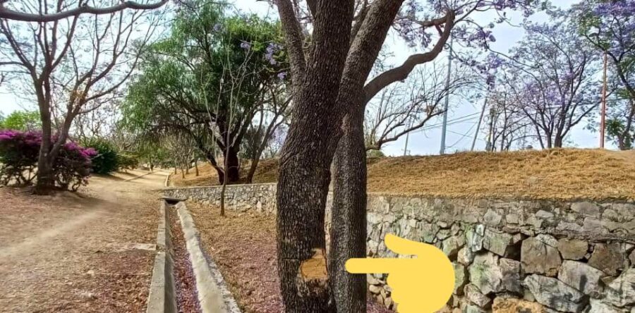 Denuncian daños al arbolado sobre las riberas del Río Atoyac