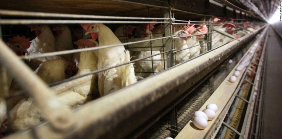 China reporta primer caso humano de gripe aviar H3N8