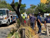 Volteo se impacta contra una palmera, luego de haberse quedado sin frenos