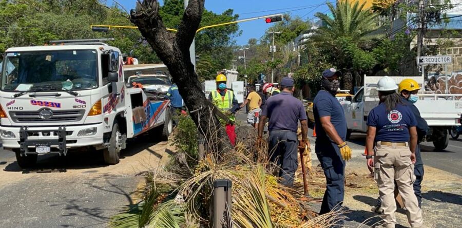 Volteo se impacta contra una palmera, luego de haberse quedado sin frenos