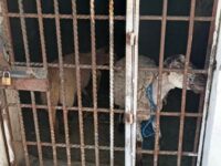 Investiga la FGEO el encarcelamiento de dos borregos en Yosonotú