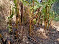 Denuncia nuevamente el MULT ataques por parte del MULTI