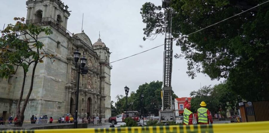 Realizan trabajos de poda de árboles del Zócalo y la Alameda de León. 