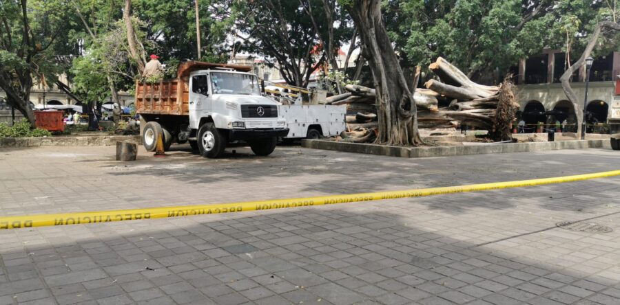 Ambientalistas piden atención al arbolado urbano