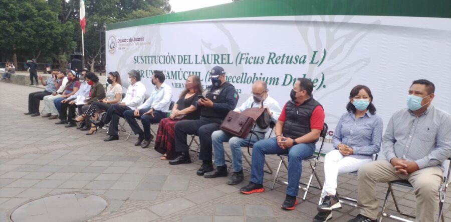 Colocan un Guamúchil en el zócalo de la ciudad que sustituirá al Laurel que cayó por las lluvias