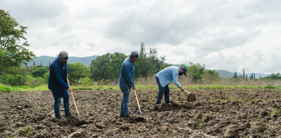Realizan siembra simbólica para la Noche de Rábanos 2022