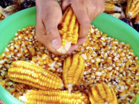 Oaxaca, la tierra del maíz: Jesús Romero