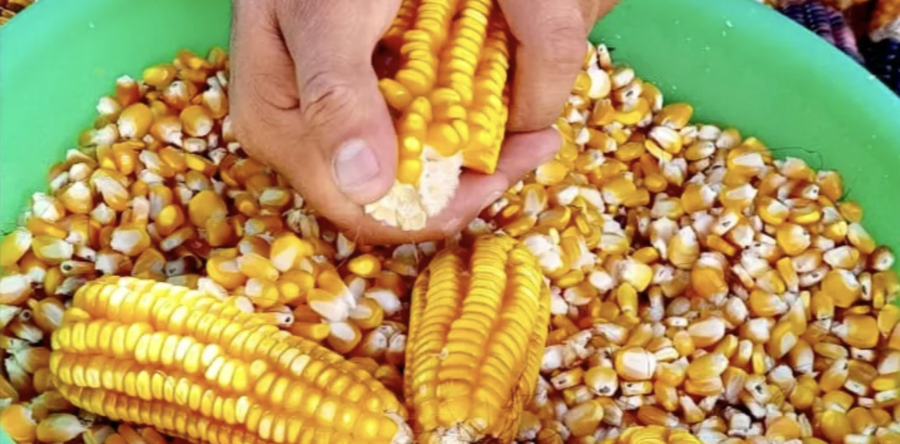 Oaxaca, la tierra del maíz: Jesús Romero