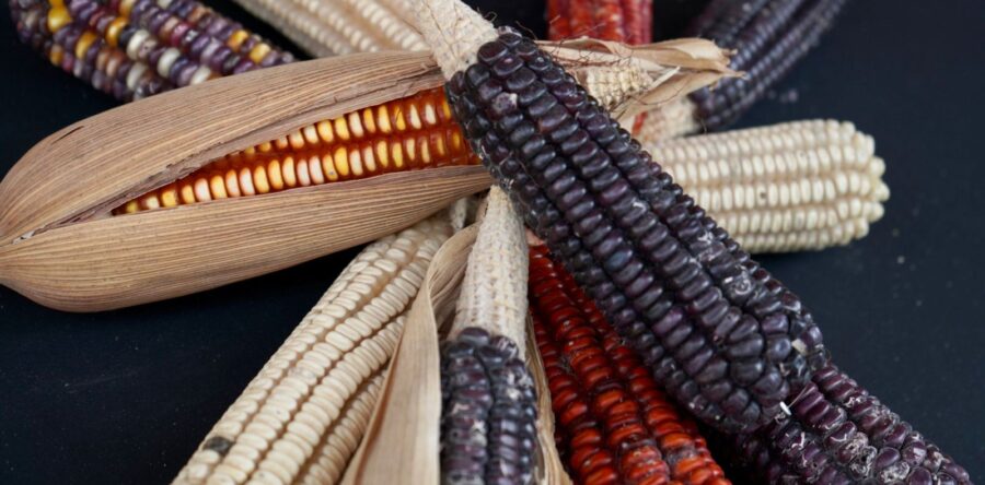 Oaxaca celebra el Día Nacional del Maíz, alimento que representa nuestra identidad