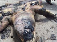 Pemex no se ha hecho responsable de daños ecológicos provocados por derrame de petróleo, acusan