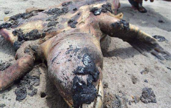 Pemex no se ha hecho responsable de daños ecológicos provocados por derrame de petróleo, acusan