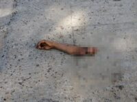 Perro se paseaba con brazo humano en calles de San Martín Mexicapan