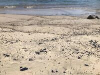 Detectan nuevo derrame de hidrocarburo en playas de Salina Cruz
