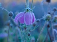 Se registran las primeras heladas en Oaxaca