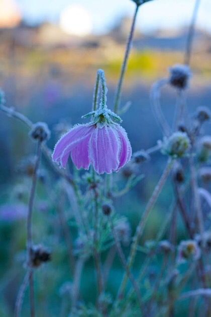 Se registran las primeras heladas en Oaxaca