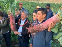 Inicia cosecha para la tradicional Noche de Rábanos en Oaxaca