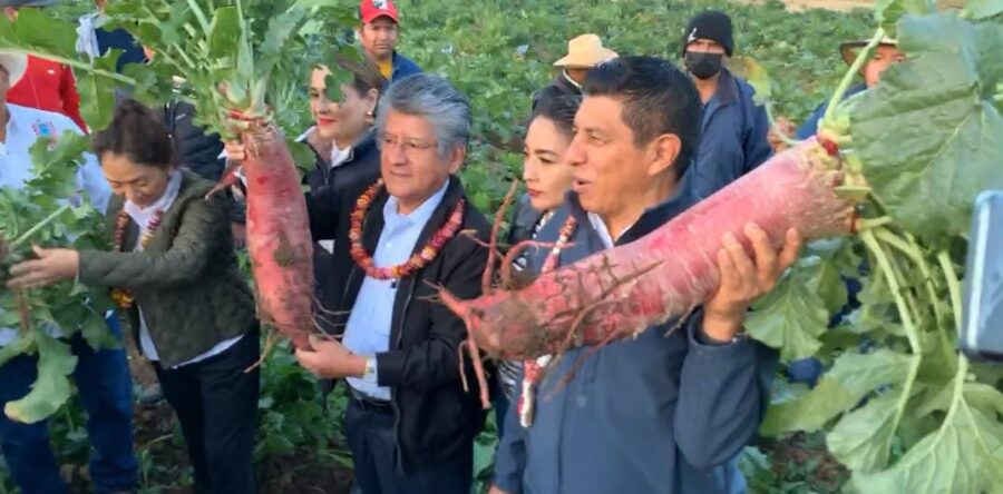 Inicia cosecha para la tradicional Noche de Rábanos en Oaxaca