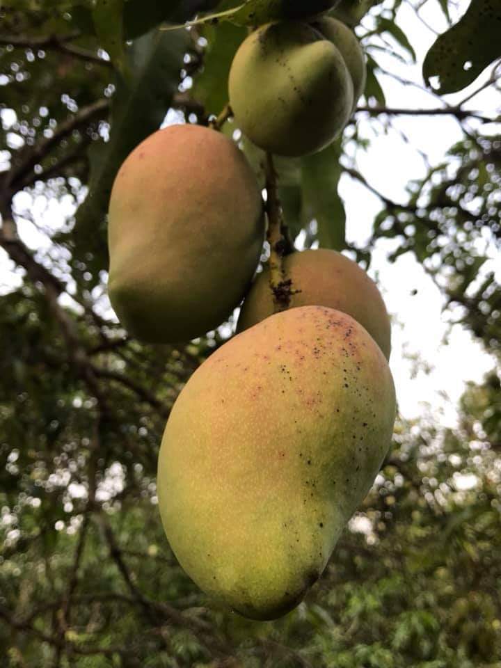 Gobierno del Estado atiende a productores de mango en el Istmo