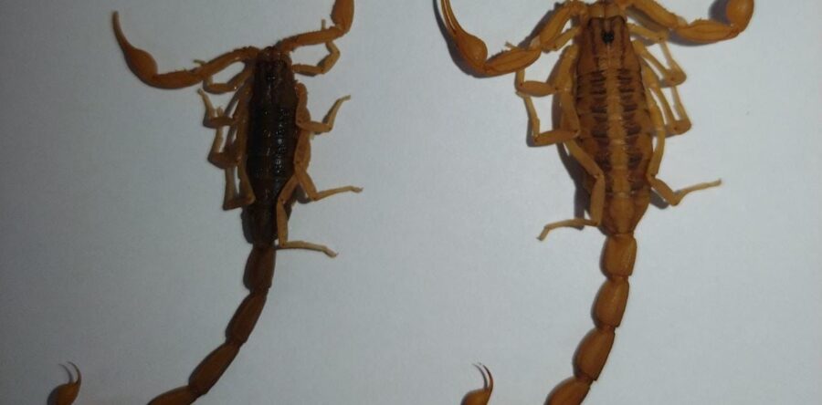 Recomienda SSO medidas para evitar picaduras de alacrán; se tiene suficiente abasto de suero