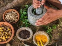 La base de la salud está en el campo, asegura médico tradicional