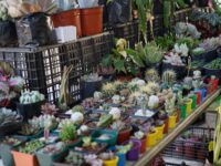 Municipio capitalino inaugura Expoferia Ambiental de Primavera 2023