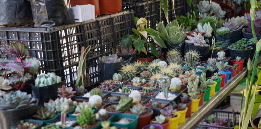 Municipio capitalino inaugura Expoferia Ambiental de Primavera 2023