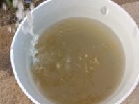 Llega el agua sucia y con mal olor a colonias de Santa Rosa Panzacola