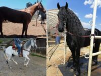 Asesinan al velador y se roban caballos de raza