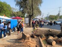 Municipio capitalino realiza poda preventiva de árboles, previo dictamen