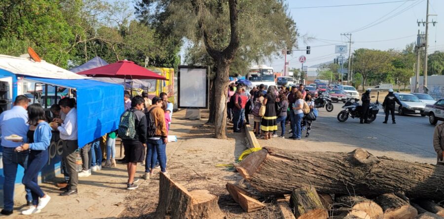 Municipio capitalino realiza poda preventiva de árboles, previo dictamen