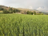 Anuncian la 5a Feria del Trigo en El Carrizal, Villa de Diaz Ordaz, Tlacolula