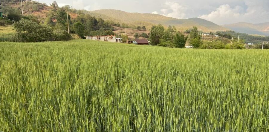 Anuncian la 5a Feria del Trigo en El Carrizal, Villa de Diaz Ordaz, Tlacolula