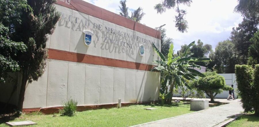 Invita Veterinaria UABJO a inscribir a sus perritos en el “CHIHUAFEST 2023”