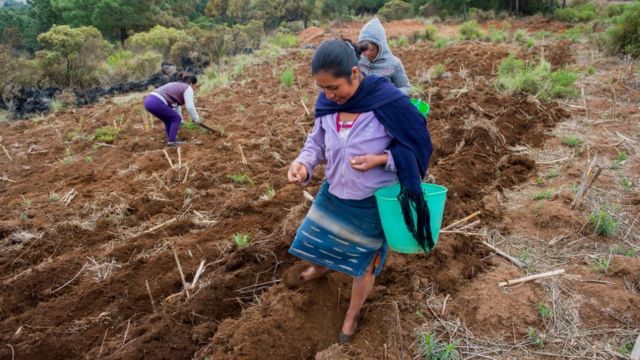 Se invertirán 24 mil 65 mdp en programas sociales federales en Oaxaca en 2024; gasto de AMLO y Jara será 134 mil 169.8 mdp
